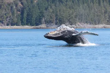 Whale Watching vanuit Tofino