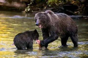 Wildlife Reis Canada | Grizzly Bears in de Cariboo Mountains