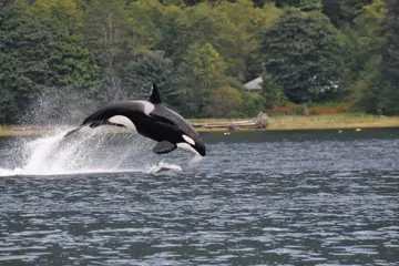 Whale Watching & Wildlife Tour vanuit Campbell River