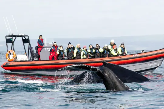 Whale Watching per rib boat vanuit Husavik