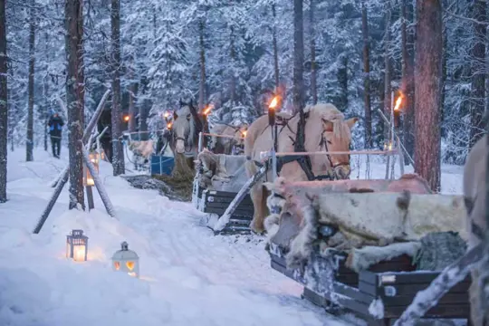 Winterse arrensleetocht inclusief 3-gangen diner, Trysil