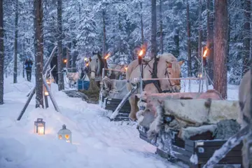 Winterse arrensleetocht inclusief 3-gangen diner, Trysil