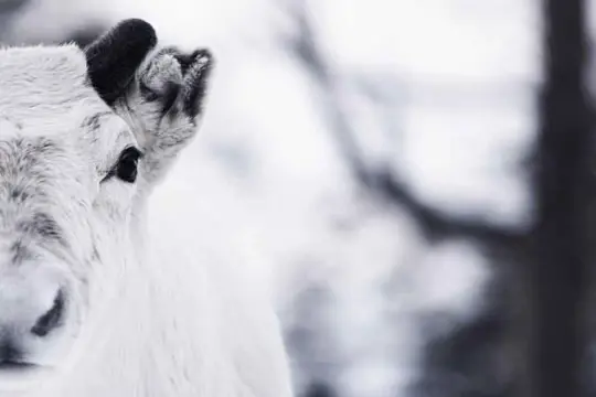 Malangen Sami vertellingen en rendieren voeren