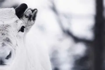 Malangen Sami vertellingen en rendieren voeren