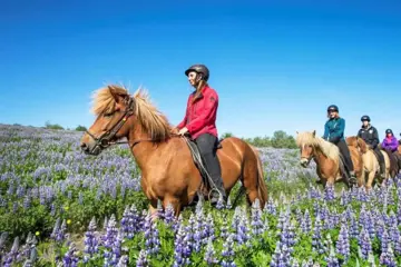 Paardrijden Lava Tour