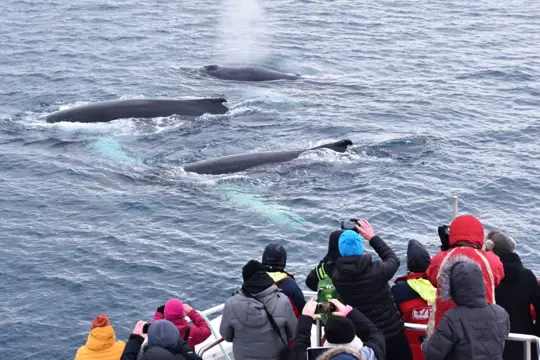 Whale Watching vanuit Akureyri