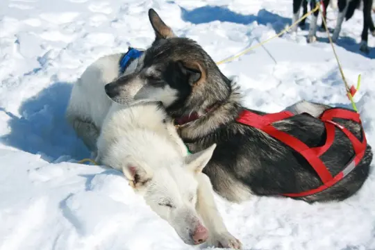 Korte Huskysafari Haukeli - 1,5 uur