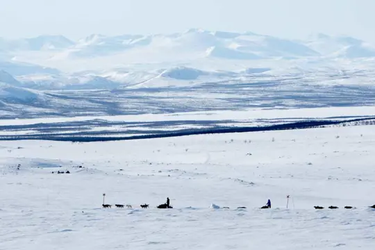 Huskysafari Åre - dagexcursie incl. wildernislunch
