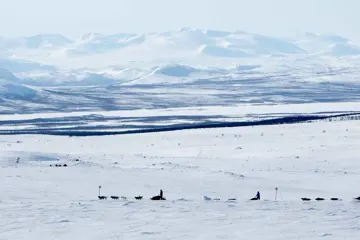 Huskysafari Åre - dagexcursie incl. wildernislunch