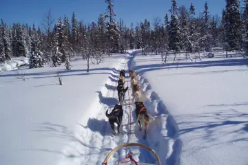 Huskysafari incl fika - 2 uur