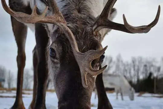 Ontmoet de rendieren Åre - 3 uur