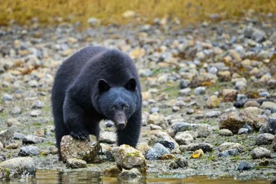 Coastal Bear Watch vanuit Tofino