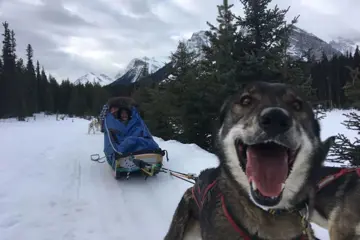 Huskysafari vanuit Lake Louise