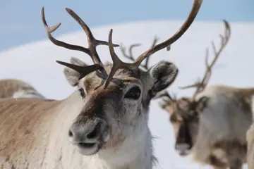 Sneeuwschoenwandeling met rendieren - 2 uur
