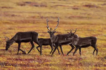 Autorondreis Canada | Yukon & Alaska