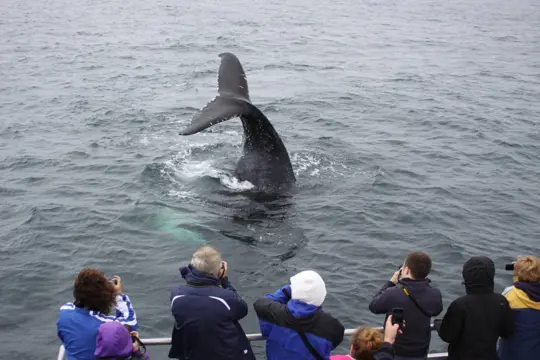 Brier Island Walvistocht vanuit Westport
