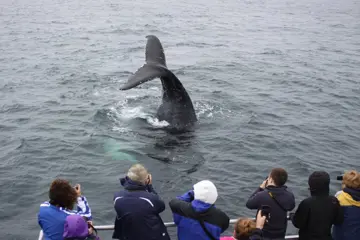 Brier Island Walvistocht vanuit Westport