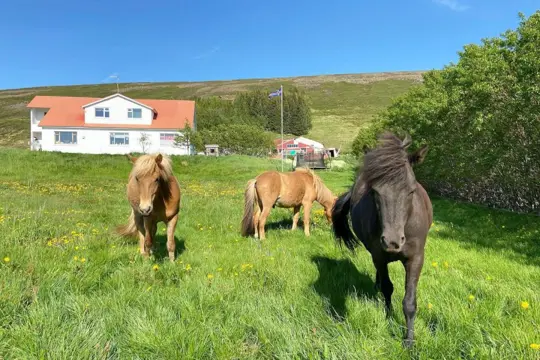 Öndolfsstadir Farm B&B - Laugar
