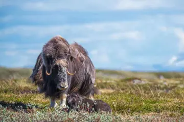 Dovrefjell Muskusos Safari