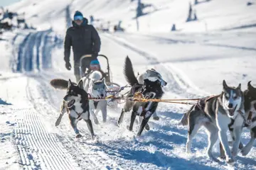 Huskysafari lange mountaintour incl. fika - 2,5 uur