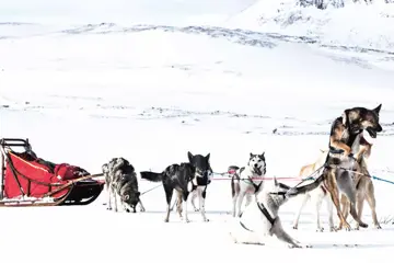 Huskysafari Åre - 2 uur