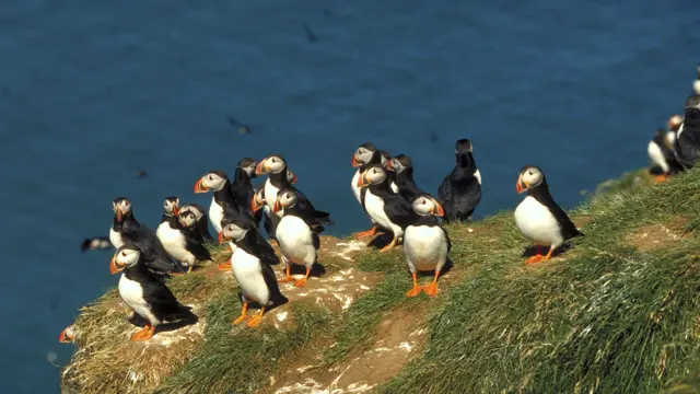 Puffin Tour vanuit Stykkisholmur