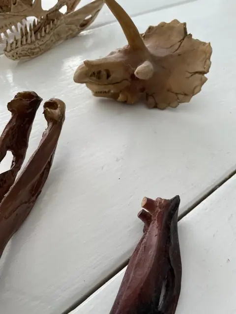 5 verschillende skulls van Dino’s.