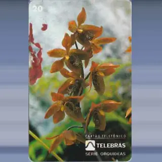 Houletia Juruenensis (1995)