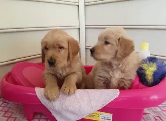 Golden Retriever-puppy's