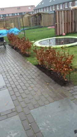 Beukenhaag met korting