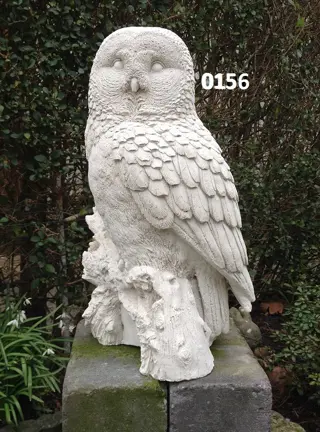 Verschillende Uilen / Steenuil / vogels