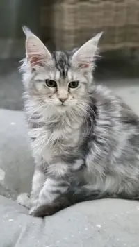 Maine Coon kittens