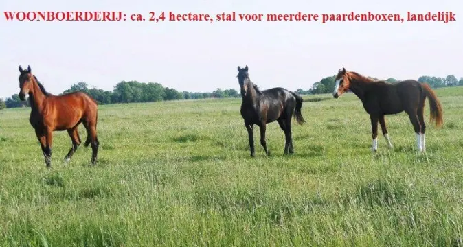 Paardenhouders opgelet, woonboerderij, 2,4 hectare, stallen