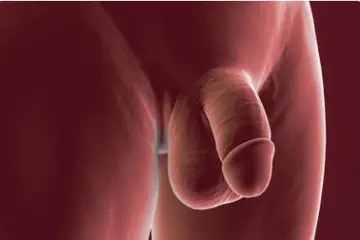 Voor nieuwsgierige vrouwen: ontdek het mannelijke geslachtsdeel zonder verplichtingen