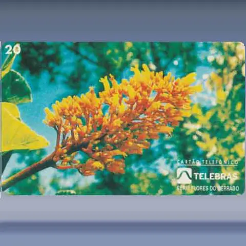 Chapéu De Couro (1995)