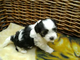 4shih tzu pups