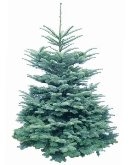 Verse Kerstboom Easyfix stand Metaal hoogglans donkergroen