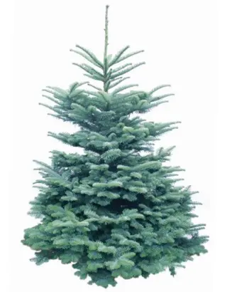 Verse Kerstboom Easyfix stand Metaal hoogglans donkergroen