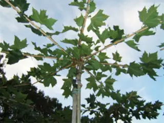 BOMEN.. Dakplatanen.. Leiplatanen Leilinders