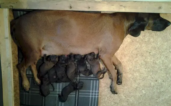 Bayrische Gebirgsschweishond puppies