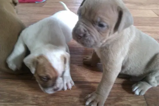 American Bulldog de Bordeaux Pups (8 pups)