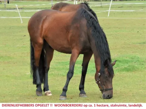 Woonboerderij met landerijen, stalruimte voor paardenliefheb