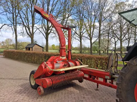 PZ Scylla grashakselaar