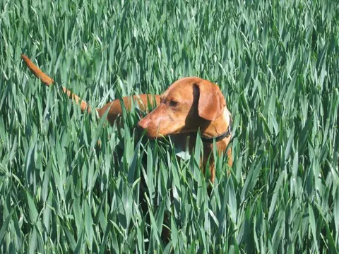 Top gefokte Vizsla Magyar korthaar pups