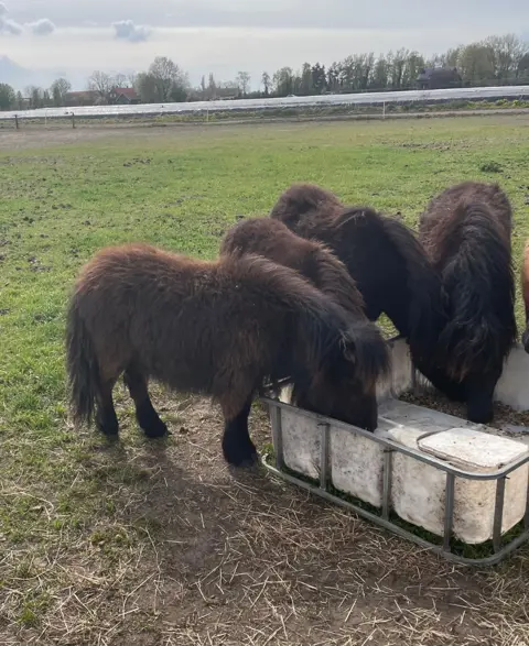 Shetland pony’s te koop
