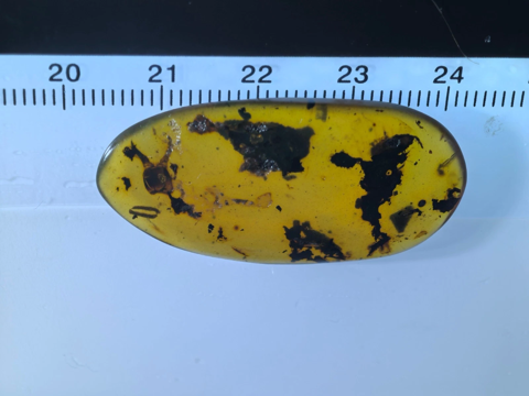 Mooi groot Birmees Amber (F2) met insluiting van onbekend insect mogelijk een roofmier.