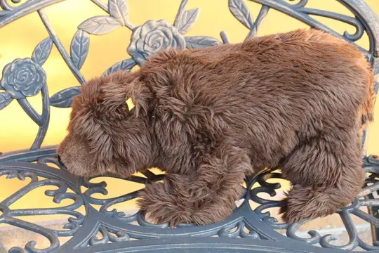 Steiff - Vintage - EAN 069734 - bruinbeer Petz - 1990-1999