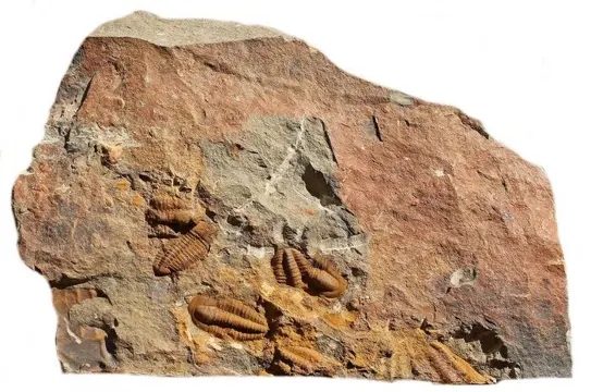 Mooie plaat - nieuwe soorten - Parasolenopleura sp.