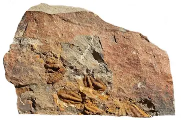 Mooie plaat - nieuwe soorten - Parasolenopleura sp.