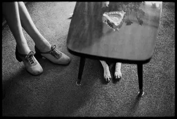 Elliott Erwitt (1928) - Dog dogs